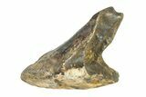 Partially Rooted Fossil Dinosaur (Triceratops) Tooth - Montana #338651-2